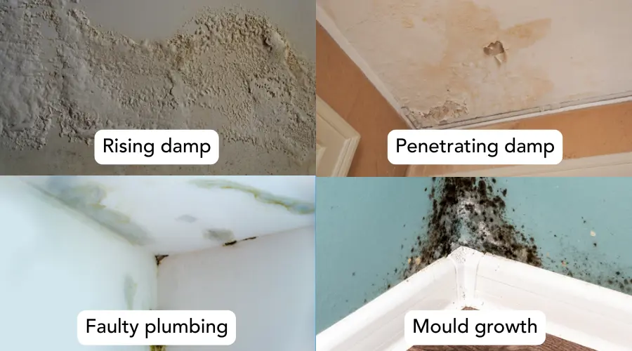 Damp And Mould Examples
